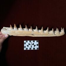 30 CM Mosasaur JAW Fossil With 13 Teeth Sea T.rex 100 Million Year Old Maxilla  picture
