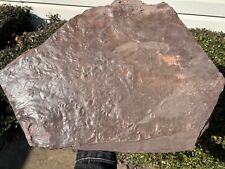 RARE Fossil Permian Amphibian Footprints Tracks France 19” Anthichnium picture