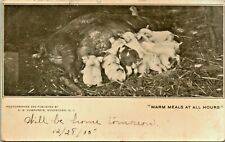 1905 Postcard UDB Piglets Suckling Sow Warm Meals At All Hours Livestock Pigs picture
