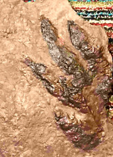 Brachychirotherium FOOTPRINT TRACK FOSSIL DINOSAUR FOOTPRINT AGE NJ 200MYO picture