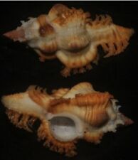 Tonyshells Seashells Chicoreus crocatus BANK'S MUREX SUPERB 55mm F+++/GEM picture