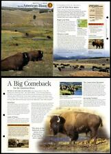 American Bison #4  - Save Species Discovering Wildlife Fact File Fold-Out Card picture