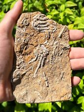 DOUBLE Fossil Crinoids & Blastoid in Matrix Oklahomacrinus Alabama Bangor Fm picture