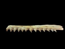 Jaw Mosasaur Prehistoric Marine Reptiles From Morocco  picture