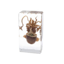 Real Animal Squid Cuttlefish Specimen Paperweight for Science Education Decor picture