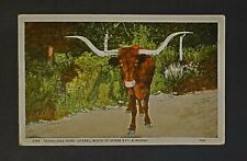 Texas Long Horn Steer Vintage Postcard (1934) Stamp White Border P647 picture