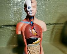 Human Torso Model, Human Medical Model, 15 pieces, Science Oddities, Curiosities picture