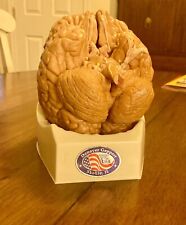 Vintage Anatomical Model Denoyer Geppert Brain , Life Sized, Pre-Owned In GUC picture