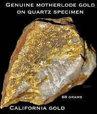 Genuine Raw Natural Gold On Quartz Specimen From California’s Mother Lode-Rare picture