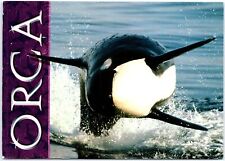 VINTAGE CONTINENTAL SIZE POSTCARD ORCA KILLER WHALE SCENE MAILED FROM CANADA picture