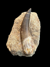2.9inch Plesiosaurus Tooth (Zarafasaura) Upper Cretaceous Age Phosphate Deposits picture