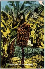Banana Tree And Fruit Bermuda Farmfield Landmark Yankee Published Postcard picture