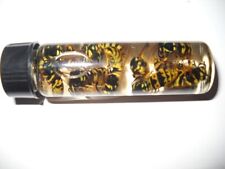 24 Wet REAL Bees YELLOW JACKET WASP V Pensylanica Wet SPECIMEN INSECT picture