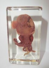 Cuttlefish Mimika Bobtail Squid in 73x40x25 mm Clear Lucite Block Learning Aid picture
