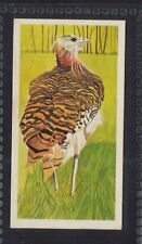 GREAT BUSTARD - 45 + year old English Trade Card # 7 picture