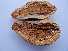 Pteronisculus, fish fossile, 3-dimens. fossilization, 250 mio Madagascar PT-10.4 picture