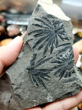 Jurassic leaf plant Fossils from the Ice Age picture