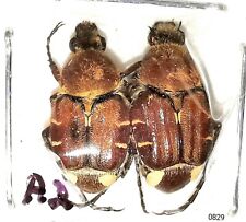Scarabaeidae Trichinae Trichiotinus rufobrunneus 9-11mm A2 USA 2pcs - #0829 picture
