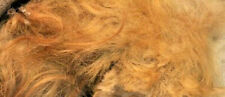 1 GRAM WOOLLY MAMMOTH REAL HAIR WOOLY BONE LARGE WOOL FUR MASTODON EXTINCT NICE picture