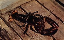 Lobster Five Pounds Marine Biology Crustacean Red Exoskeleton Vtg Postcard N3 picture