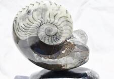 WHOLE Morocco Ammonite Goniatite now mounted on Stand 130mm XLarge 4.4