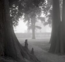 Louisiana State University Campus Trees Mist 2 Vintage Med Format B&W Negatives picture
