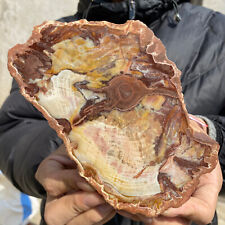 500g Natural Beautiful polished Arizona petrified wood rough mineral specimen picture