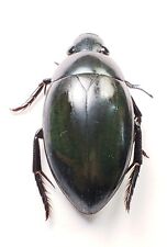 Huge Water Beetle: Hydrophilus ovatus (Hydrophilidae) USA Coleoptera picture
