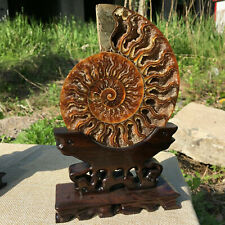 Natural ammonite fossil conch Crystal specimen healing+stand 1PC picture