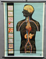anthropology medical vintage rollable wall chart poster human blood gland picture