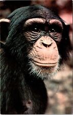 Chimpanzee London Zoo Society London Unposted Vintage Postcard picture