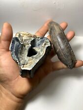 2 pcs. Large Aceratherium Rhinoceros Fossil Tooth and Incisor tooth / very rare picture