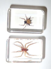Spiny Spider + Water Spider Set in 2 Clear Small Resin Block Education Aid TE1S2 picture