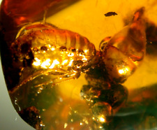Large Methane Termite with Ancient Methane Bubbles in Dominican Amber Fossil picture