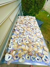 Oyster Shells Lot Of 100, Cleaned 2”-4+”, Great for crafts picture