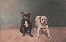 Artist Signed Moritz Muller Two English Bulldogs Vintage Postcard 1911 picture