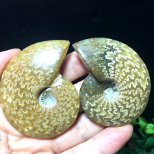 89g 2pcs Natural polishing conch ammonite fossil specimens of Madagascar 138 picture