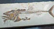 Fossill fish Eurypholis boissieri Viper Hjoula, Lebanon Cretaceous picture