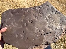 RARE Fossil Permian Amphibian Footprints Tracks France DOUBLE SIDED Anthichnium picture