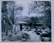 1947 Palestine Jerusalem Garden of Gethsemane Press Photo picture