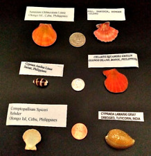 Natural Rare GEM Seashell Specimen, 6pcs Great for Collectors picture