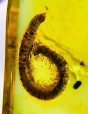 Burmese insects fossil burmite Cretaceous millipede insect amber fossil Myanmar picture