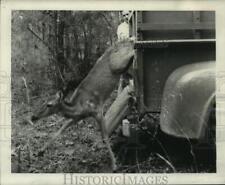 1965 Press Photo Deer Released As Part of Deer Relocation Project, Louisiana picture