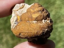 Poland Fossil Gastropod Unknown Species Jurassic Dinosaur Age Shell picture