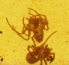 RARE Swarm of Spiderlings, Fossil Inclusion in Burmese Amber picture