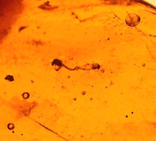 Ultra RARE Mating Chironomid Insects Joined End to End in Dominican Amber Fossil picture