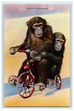 c1940's Playful Chimpanzees Riding Bicycle Forest Park St. Louis MO Postcard picture