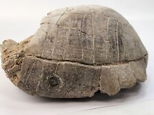 Predated Stylemys Turtle Shell Fossil - White River Group - Brule Fm. - NE  picture