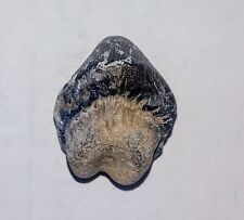 Oceans Of Kansas Fossil Sharks Tooth Ptychodus  Cretaceous Age Smoky Hill Chalk picture