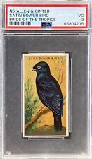 1889 N5 Allen & Ginter Birds Of The Tropics SATIN BOWER BIRD PSA 3 VG picture